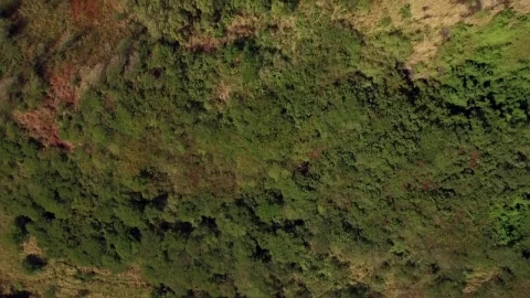 Stock Video Forests Growing Up The Side Of A Mountain Live Wallpaper For PC - Free Live Wallpaper