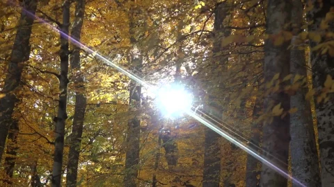 Stock Video Forest With Yellow Leaves In Autumn Live Wallpaper For PC - Free Live Wallpaper