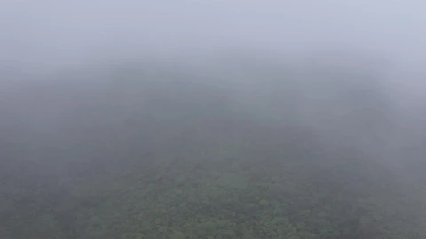 Stock Video Forest With Mist Above Live Wallpaper For PC - Free Live Wallpaper