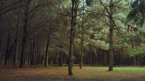 Stock Video Forest With Leafless Trees Live Wallpaper For PC - Free Live Wallpaper