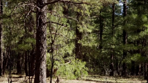 Stock Video Forest With Abundant Trees Live Wallpaper For PC - Free Live Wallpaper