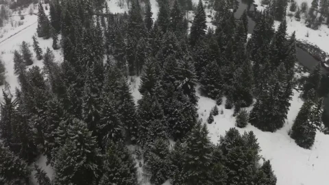 Stock Video Forest With A River During Winter Live Wallpaper For PC - Free Live Wallpaper