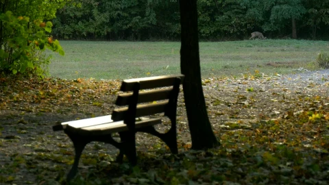 Stock Video Forest With A Bench And A Deer In The Distance Live Wallpaper For PC - Free Live Wallpaper