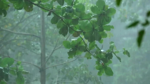 Stock Video Forest Under A Tropical Rain Live Wallpaper For PC - Free Live Wallpaper