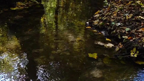 Stock Video Forest Stream With Fallen Leaves Live Wallpaper For PC - Free Live Wallpaper