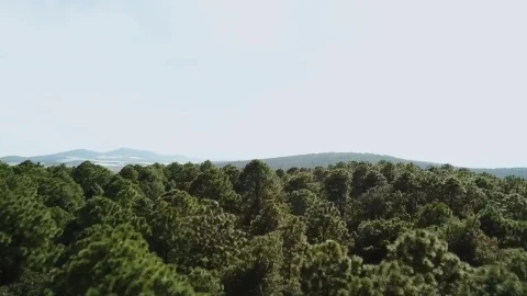 Stock Video Forest Treetops Live Wallpaper For PC - Free Live Wallpaper
