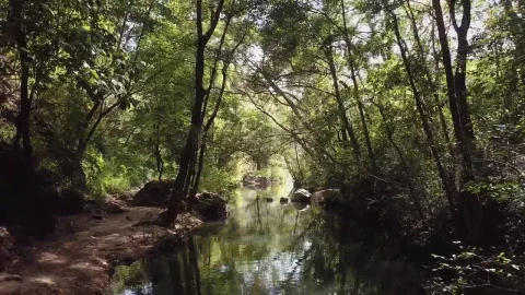 Stock Video Forest Stream In The Sunlight Live Wallpaper For PC - Free Live Wallpaper