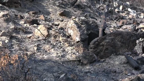Stock Video Forest Soil After The Fire Live Wallpaper For PC - Free Live Wallpaper