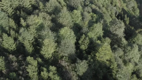 Stock Video Forest Scenery Live Wallpaper For PC - Free Live Wallpaper