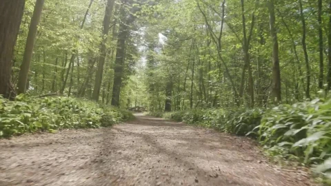 Stock Video Forest Running Trail In Summer Live Wallpaper For PC - Free Live Wallpaper