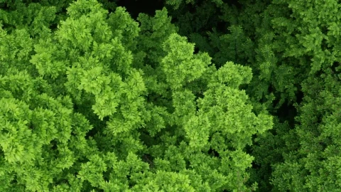 Stock Video Forest Of Dense Trees From The Heights Live Wallpaper For PC - Free Live Wallpaper