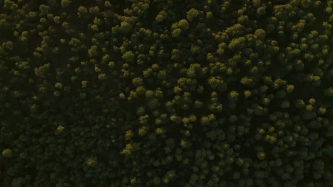 Stock Video Forest Of Abundant Trees Traveled From Above Live Wallpaper For PC - Free Live Wallpaper