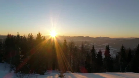 Stock Video Forest In Winter At Dusk Low Aerial Shot Live Wallpaper For PC - Free Live Wallpaper