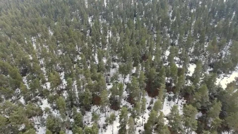 Stock Video Forest In The Winter Morning Live Wallpaper For PC - Free Live Wallpaper