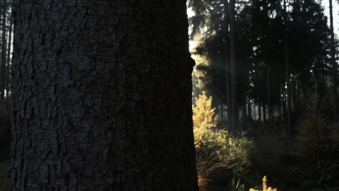 Stock Video Forest In The Sunlight Live Wallpaper For PC - Free Live Wallpaper