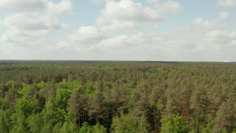 Stock Video Forest In Spring Full Of Trees High Aerial View Live Wallpaper For PC - Free Live Wallpaper