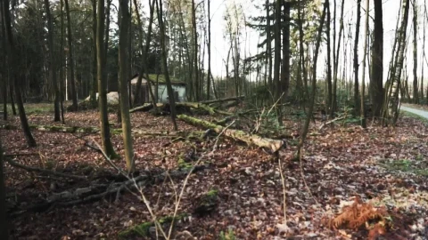 Stock Video Forest In Autumn Live Wallpaper For PC - Free Live Wallpaper