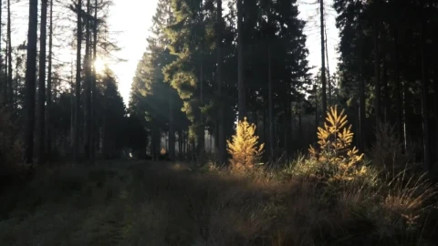 Stock Video Forest Illuminated By The Suns Rays Live Wallpaper For PC - Free Live Wallpaper
