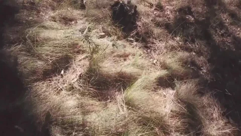 Stock Video Forest Ground Live Wallpaper For PC - Free Live Wallpaper