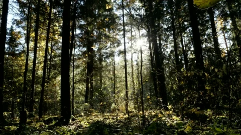 Stock Video Forest Full Of Plants Landscape Live Wallpaper For PC - Free Live Wallpaper