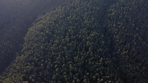 Stock Video Forest Full Of Trees Live Wallpaper For PC - Free Live Wallpaper