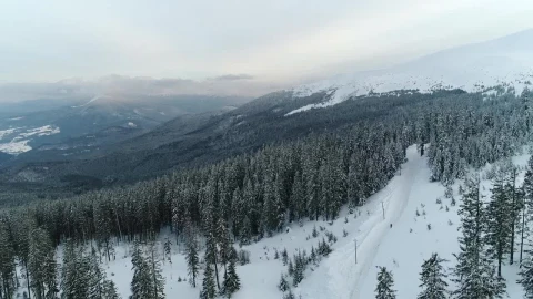 Stock Video Forest Full Of Pines In A Mountainous Area Aerial Live Wallpaper For PC - Free Live Wallpaper