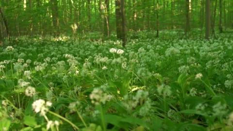Stock Video Forest Floor Live Wallpaper For PC - Free Live Wallpaper