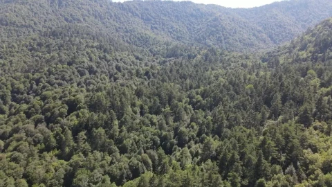 Stock Video Forest Full Of Green Trees In A Mountain Range Live Wallpaper For PC - Free Live Wallpaper