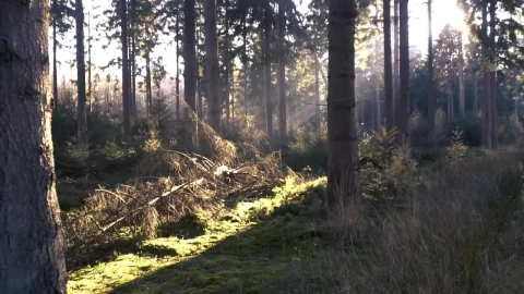 Stock Video Forest During The Morning Live Wallpaper For PC - Free Live Wallpaper