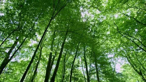 Stock Video Forest During The Summer Live Wallpaper For PC - Free Live Wallpaper