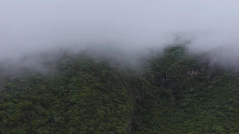 Stock Video Forest Disappearing In The Fog Live Wallpaper For PC - Free Live Wallpaper