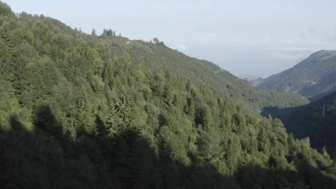 Stock Video Forest Covered Hills Live Wallpaper For PC - Free Live Wallpaper