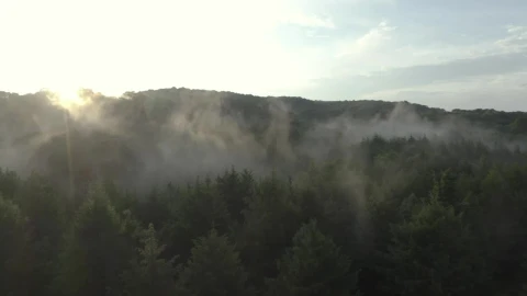 Stock Video Forest Covered By Mist At Sunrise From The Heights Live Wallpaper For PC - Free Live Wallpaper
