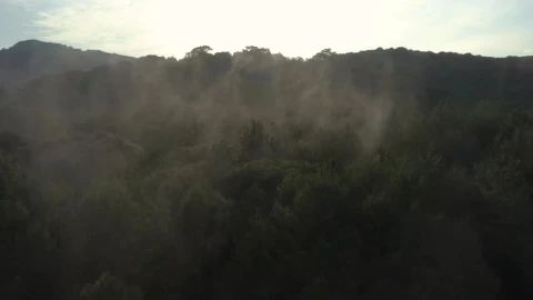 Stock Video Forest Covered By A Mist Seen From The Air Live Wallpaper For PC - Free Live Wallpaper