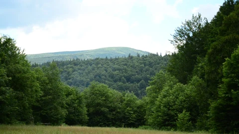 Stock Video Forest Clearing In The Mountains Live Wallpaper For PC - Free Live Wallpaper