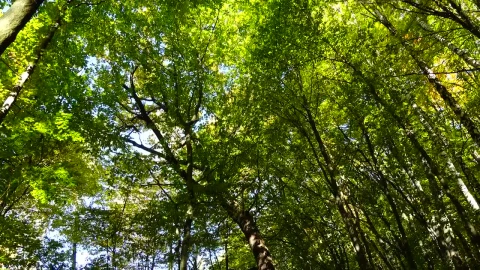 Stock Video Forest Before The Fall Live Wallpaper For PC - Free Live Wallpaper