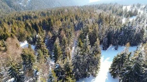 Stock Video Forest At The End Of Winter Aerial Shot Live Wallpaper For PC - Free Live Wallpaper