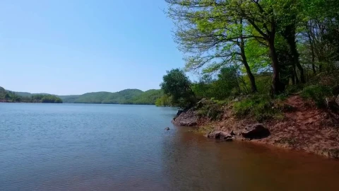 Stock Video Forest Along The Edge Of A Lake Live Wallpaper For PC - Free Live Wallpaper