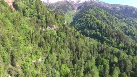Stock Video Forest And Mountain Landscape Live Wallpaper For PC - Free Live Wallpaper