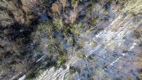 Stock Video Forest After Snow Has Fallen Live Wallpaper For PC - Free Live Wallpaper