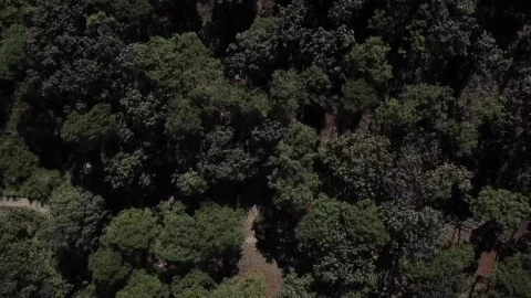 Stock Video Forest Aerial View Live Wallpaper For PC - Free Live Wallpaper