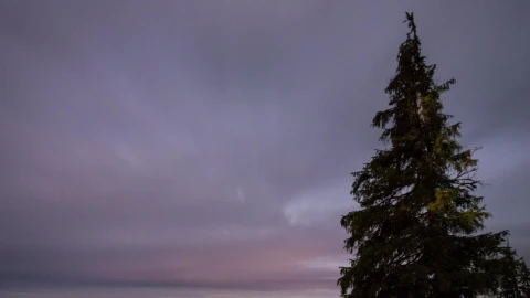 Stock Video Foggy Sky During A Starry Night In The Forest Live Wallpaper For PC - Free Live Wallpaper