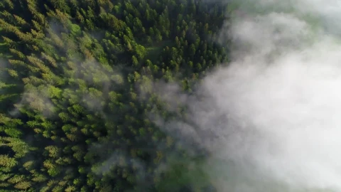 Stock Video Foggy Pine Forest Top Aerial Shot Live Wallpaper For PC - Free Live Wallpaper
