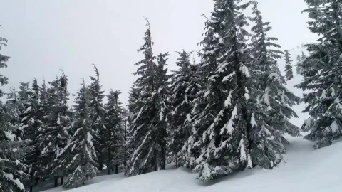 Stock Video Foggy Environment In Winter Mountains Live Wallpaper For PC - Free Live Wallpaper