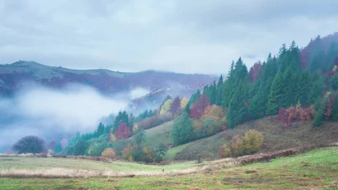 Stock Video Foggy Autumn Forest Live Wallpaper For PC - Free Live Wallpaper