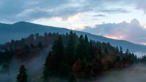 Stock Video Foggy Autumn Forest In The Morning Live Wallpaper For PC - Free Live Wallpaper