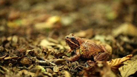 Stock Video Fog Sitting On A Forest Floor Live Wallpaper For PC - Free Live Wallpaper