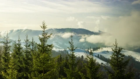 Stock Video Fog Over A Winter Forest Time Lapse Live Wallpaper For PC - Free Live Wallpaper