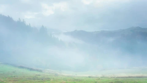 Stock Video Fog Covering An Autumnal Forest Time Lapse Live Wallpaper For PC - Free Live Wallpaper