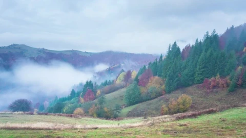 Stock Video Fog Covering An Autumn Forest Live Wallpaper For PC - Free Live Wallpaper